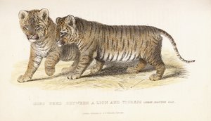 Junge Löwen und Tigerin, drei Monate alt von English School