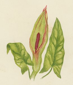 Gefleckter Aronstab, Arum Maculatum von English School