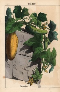Gurkenpflanze mit gelben unreifen und reifen grünen Gurkenfrüchten Cucumis sativus, aus "The Instructive Picturebook, or Lessons from the Vegetable World," [Charlotte Mary Yonge], Edinburgh von English School