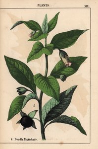 Tollkirsche, aus "The Instructive Picturebook, or Lessons from the Vegetable World," [Charlotte Mary Yonge], Edinburgh von English School