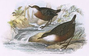 Wasseramsel von English School