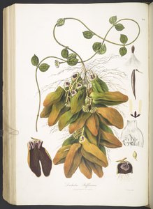 Dischidia Rafflesiana, Tafel 142 aus 