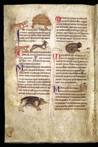 Hund jagt ein Stachelschwein, Fuchs jagt ein Kaninchen, Katze jagt eine Maus etc., englisches Bestiarium, frühes 13. Jahrhundert von English School