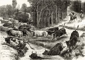 Viehtrieb in Australien, ca. 1880, aus 