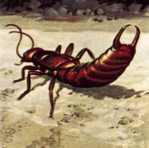Ohrwurm