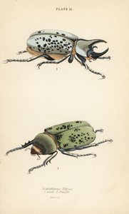 Östlicher Herkuleskäfer, Dynastes tityus, männlich und weiblich