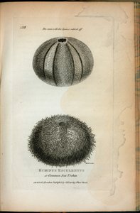 Echinus Esculentus oder Gemeiner Seeigel; derselbe mit abgeriebenen Stacheln, aus 