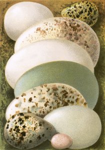 Eier von English School