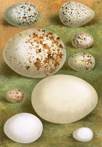 Eier von English School