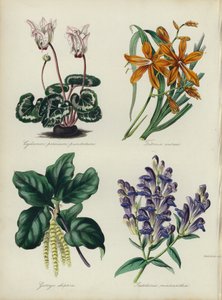 Englischer Blumengarten: Cyclamen persicum punctatum, Tritonia aurea, Garrya elliptica, Scutellaria macrantha von English School