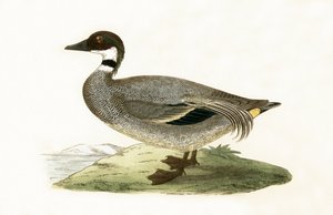 Falkenente, Illustration aus 