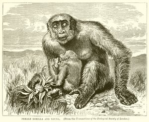 Weiblicher Gorilla und Junges von English School