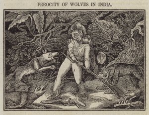 Wildheit der Wölfe in Indien von English School