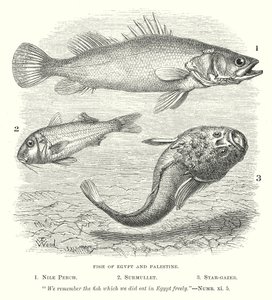 Fische von Ägypten und Palästina von English School