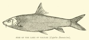 Fisch des Sees Genezareth, Capoeta Damascina von English School