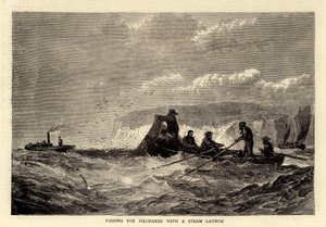 Fischen nach Sardinen mit einem Dampfschiff (Gravur) von English School