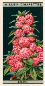 Blumenkultur in Töpfen: Kamelienblütiger Balsam von English School