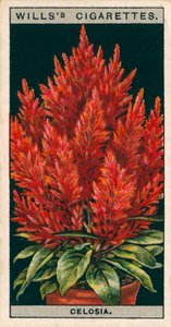 Blumenkultur in Töpfen: Celosia von English School