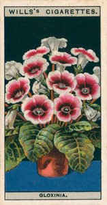 Blumenkultur in Töpfen: Gloxinie von English School