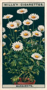 Blumenkultur in Töpfen: Margerite von English School