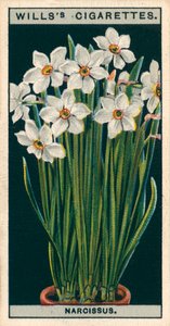 Blumenkultur in Töpfen: Dichternarzisse von English School