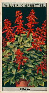 Blumenkultur in Töpfen: Salbei von English School