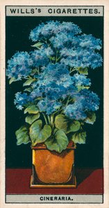 Blumenkultur in Töpfen: Stern-Cinerarie von English School