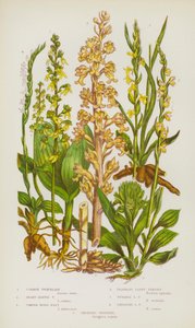 Blühende Pflanzen Großbritanniens: Zweiblättrige Waldhyazinthe, Herzblättrige Waldhyazinthe, Gemeines Vogelnest, Wohlriechende Spiranthes, Sommer-Spiranthes, Hängende Spiranthes, Kriechende Goodyera von English School