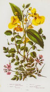 Blühende Pflanzen Großbritanniens: Schierlings-Storchschnabel, Moschus-Storchschnabel, See-Storchschnabel, Gelber Balsam von English School