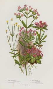 Blühende Pflanzen Großbritanniens: Kleinste Enzianella, Gemeine Tausendgüldenkraut, Zwergverzweigte Tausendgüldenkraut, Breitblättrige Büschel-Tausendgüldenkraut, Zwergbüschel-Tausendgüldenkraut von English School