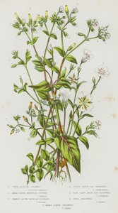 Blühende Pflanzen Großbritanniens: Wasser-Mausohr, Breitblättriges Mausohr, Schmalblättriges Mausohr, Kleines Mausohr, Viergespaltenes Mausohr, Feld-Mausohr, Haariges Alpines Mausohr von English School