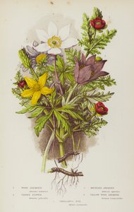 Blühende Pflanzen Großbritanniens: Buschwindröschen, Küchenschelle, Berg-Anemone, Küchenschelle, Gelbes Buschwindröschen, Adonisröschen von English School
