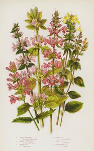 Blühende Pflanzen Großbritanniens: Wald-Betonie, Hecken-Wundklee, Sumpf-Wundklee, Flaumiger Wundklee, Korn-Wundklee, Blasser Einjähriger Wundklee