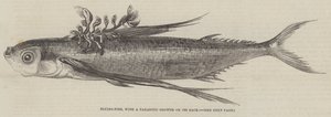 Fliegender Fisch, mit einem parasitären Wachstum auf seinem Rücken (Gravur) von English School
