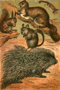 Fliegende Eichhörnchen, Gemeines Eichhörnchen, Chinchilla und Stachelschwein von English School
