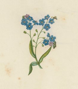 Vergissmeinnicht, Myosotis Palustris von English School
