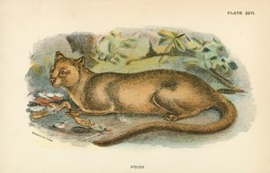 Fossa von English School