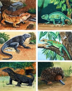 Vierbeinige Tiere, die Eier legen