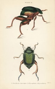Froschkäfer oder Kängurukäfer, Sagra papuana 1, und Glänzender Blatthornkäfer, Chrysophora chrysochlora 2