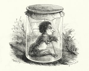 Frosch in einem Glas