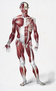 Vorderseite des männlichen menschlichen Körpers, der Muskeln, Sehnen und Knochen zeigt, aus The Vessels of the Human Body, herausgegeben von Jones Quain und William Wilson, veröffentlicht von Taylor und Watson, London 1837 von English School