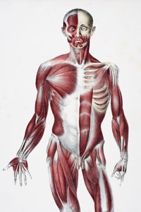Vorderseite des männlichen menschlichen Körpers, der Muskeln, Sehnen und Knochen zeigt, aus The Vessels of the Human Body, herausgegeben von Jones Quain und William Wilson, veröffentlicht von Taylor und Watson, London 1837 von English School