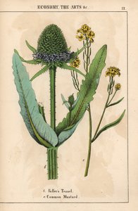Karde oder Distel und gewöhnlicher Senf mit gelben Blüten, aus 