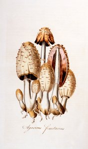 Pilze: Agaricus fimelarius [gemeiner Tintling], Illustration aus Flora Londiniensis [Blumen von London] von William Curtis, veröffentlicht 1777-98 (Farbstich) von English School