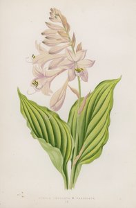 Funkia Undulata; B Variegata von English School