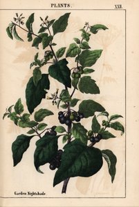Garten- oder Schwarzer Nachtschatten mit schwarzen Beeren Solanum nigrum, aus "The Instructive Picturebook, or Lessons from the Vegetable World," [Charlotte Mary Yonge], Edinburgh von English School