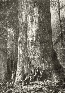 Riesengummibaum, ca. 1880, aus 
