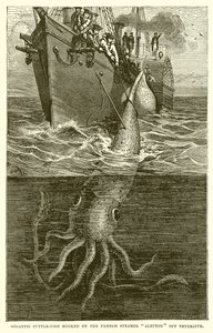 Riesiger Tintenfisch, gefangen vom französischen Dampfer Alecton vor Teneriffa von English School