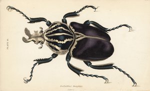 Goliathkäfer, Goliathus goliatus (Goliathus magnus) von English School