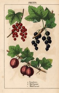 Stachelbeere, rote Johannisbeere und schwarze Johannisbeere, aus 